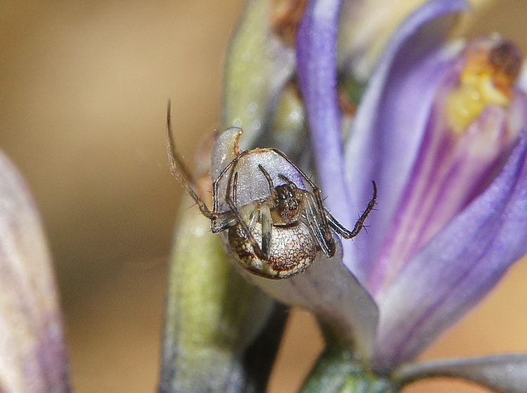 Araneus sp.? - Zilla diodia